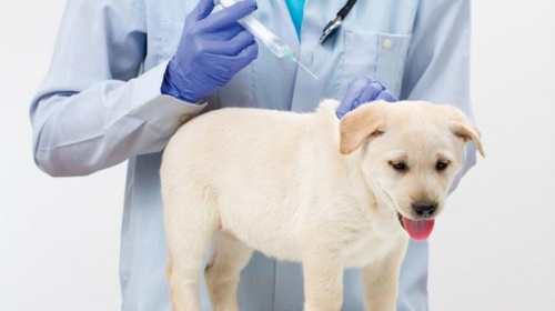 Thành công của đề tài “Nghiên cứu chế tạo vắc xin phòng bệnh sài sốt chó (bệnh Carê)”
